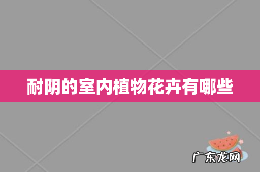 耐阴的室内植物花卉有哪些