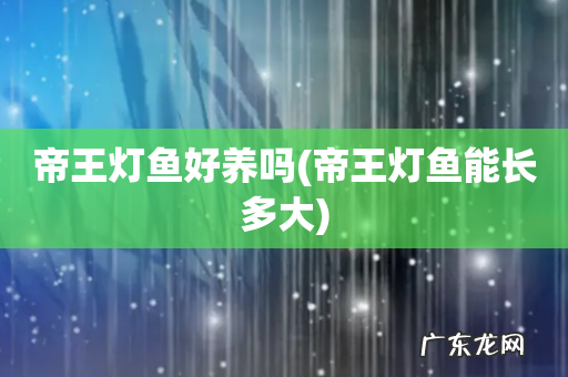 帝王灯鱼能长多大 帝王灯鱼好养吗