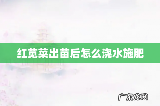 红苋菜出苗后怎么浇水施肥