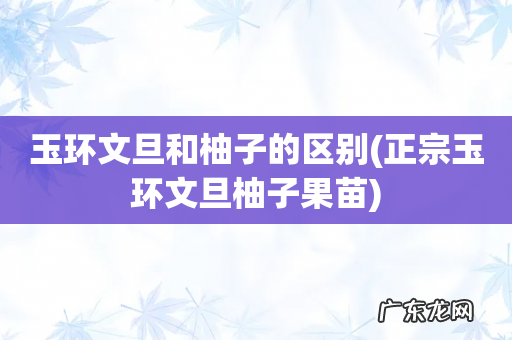 正宗玉环文旦柚子果苗 玉环文旦和柚子的区别
