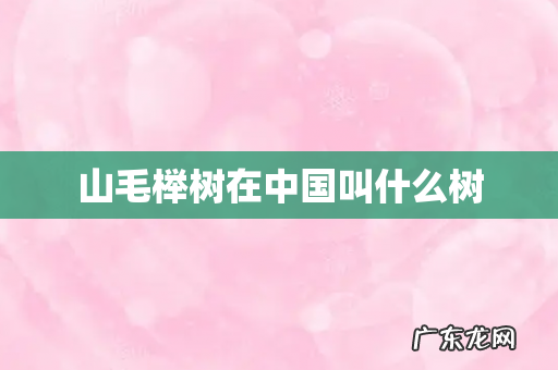 山毛榉树在中国叫什么树