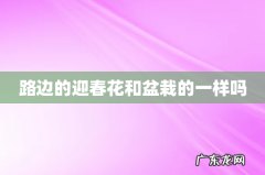 路边的迎春花和盆栽的一样吗