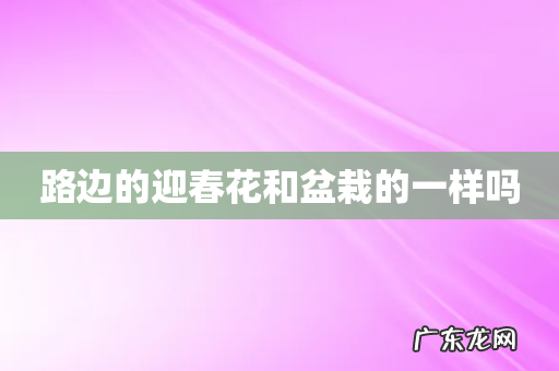 路边的迎春花和盆栽的一样吗
