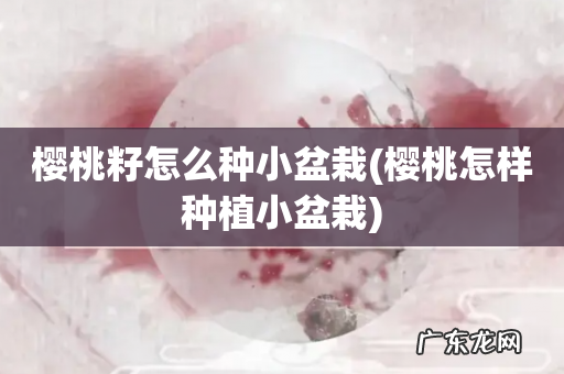 樱桃怎样种植小盆栽 樱桃籽怎么种小盆栽