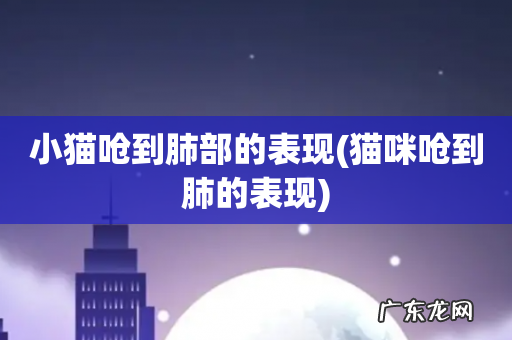 猫咪呛到肺的表现 小猫呛到肺部的表现