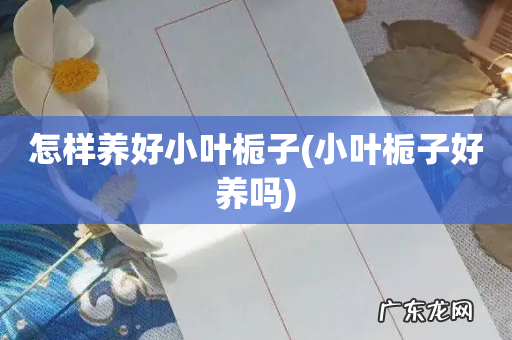 小叶栀子好养吗 怎样养好小叶栀子