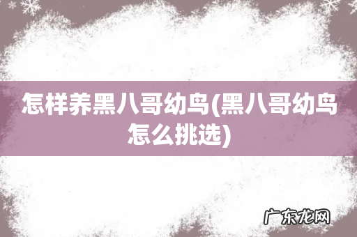 黑八哥幼鸟怎么挑选 怎样养黑八哥幼鸟