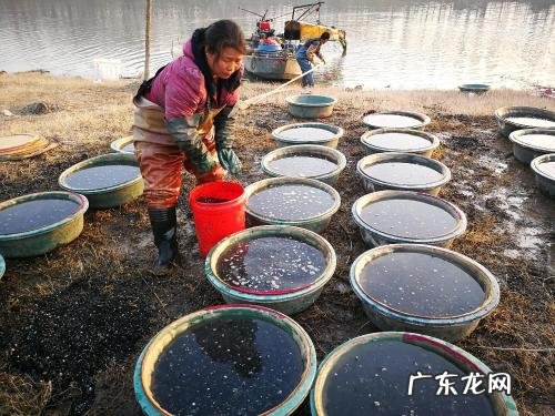 红虫养殖 红虫是什么东西