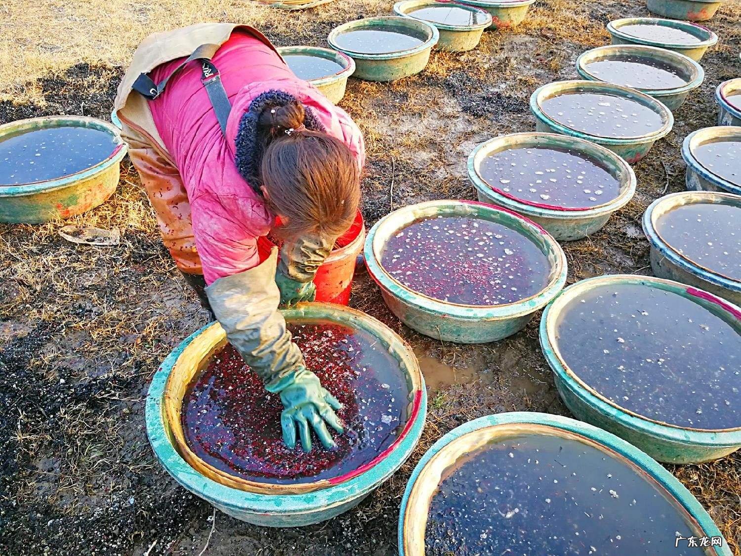 红虫养殖 红虫是什么东西