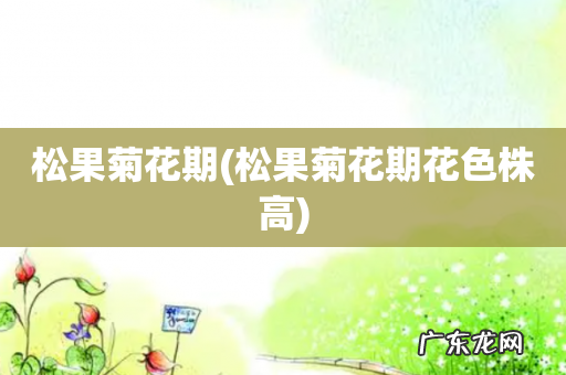 松果菊花期花色株高 松果菊花期