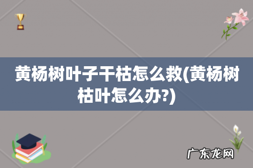 黄杨树枯叶怎么办? 黄杨树叶子干枯怎么救