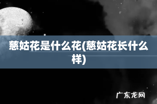 慈姑花长什么样 慈姑花是什么花