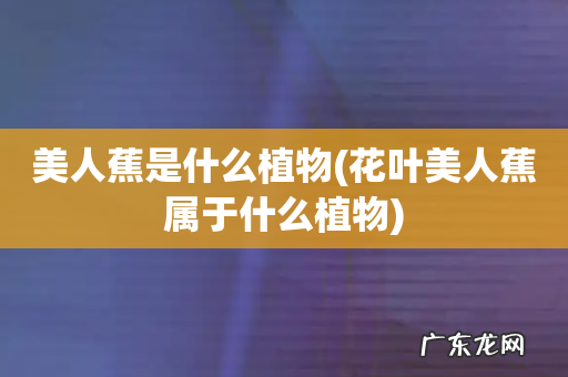 花叶美人蕉属于什么植物 美人蕉是什么植物
