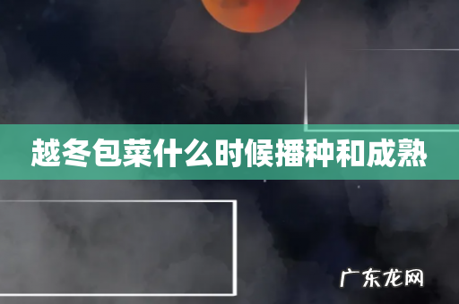 越冬包菜什么时候播种和成熟