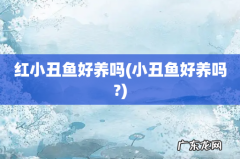 小丑鱼好养吗? 红小丑鱼好养吗