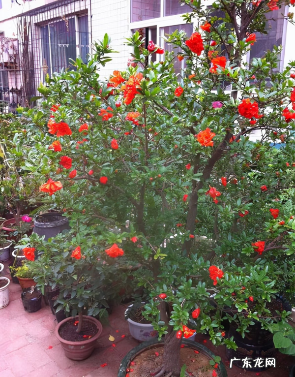 屋后种什么花风水好 房后栽什么花风水最好