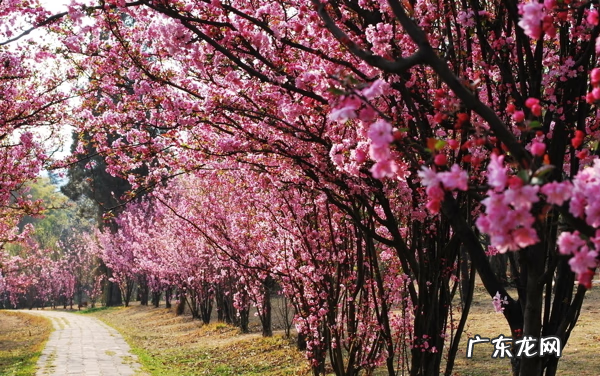 屋后种什么花风水好 房后栽什么花风水最好