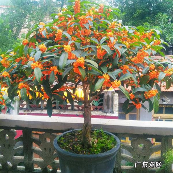 屋后种什么花风水好 房后栽什么花风水最好