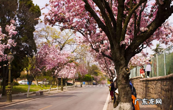 屋后种什么花风水好 房后栽什么花风水最好
