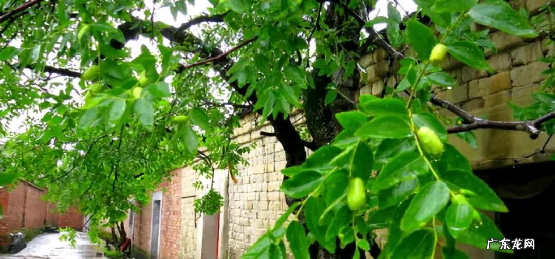 屋后种什么花风水好 房后栽什么花风水最好