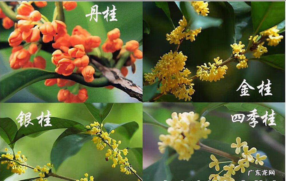 屋后种什么花风水好 房后栽什么花风水最好