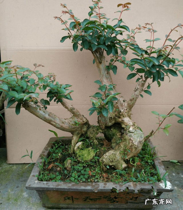 屋后种什么花风水好 房后栽什么花风水最好