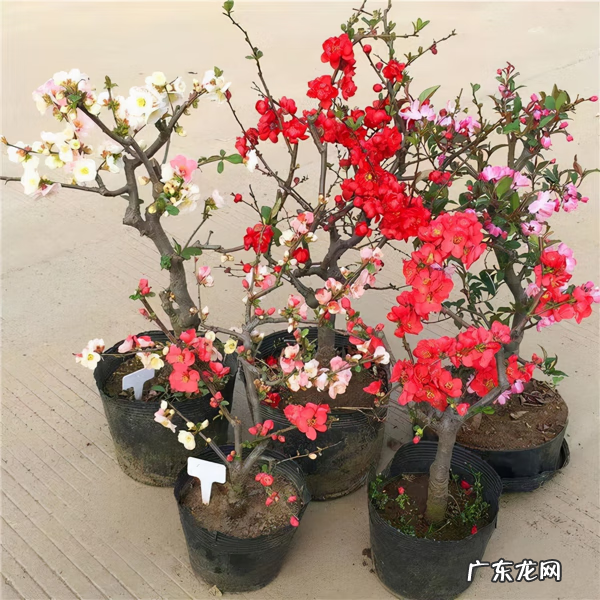 屋后种什么花风水好 房后栽什么花风水最好