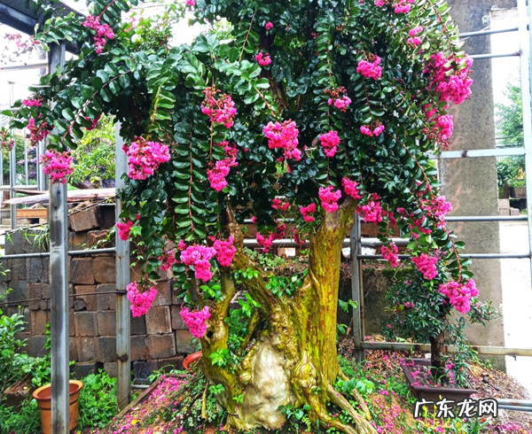 屋后种什么花风水好 房后栽什么花风水最好