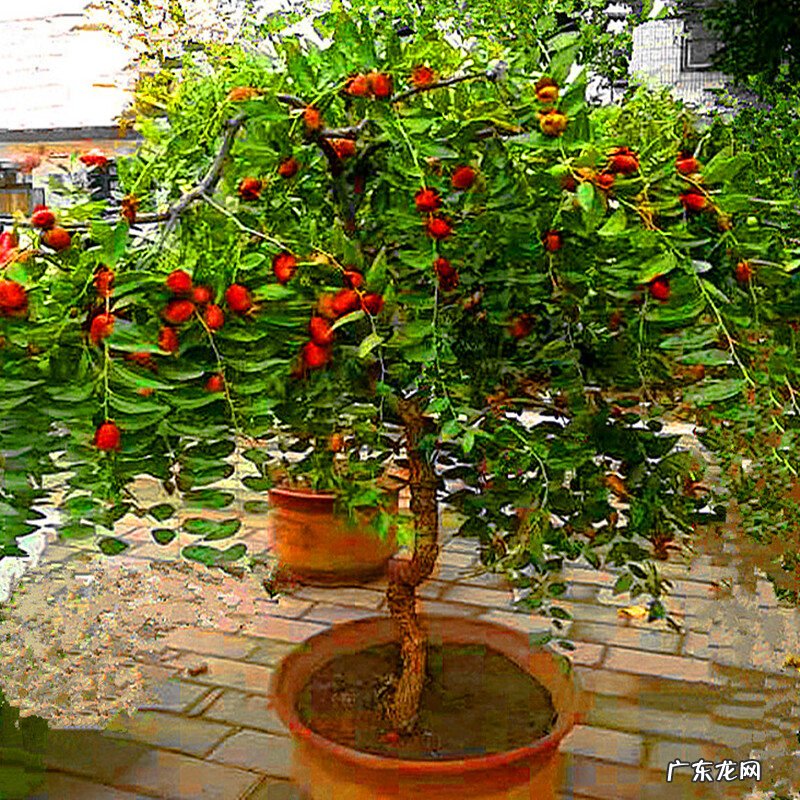 屋后种什么花风水好 房后栽什么花风水最好