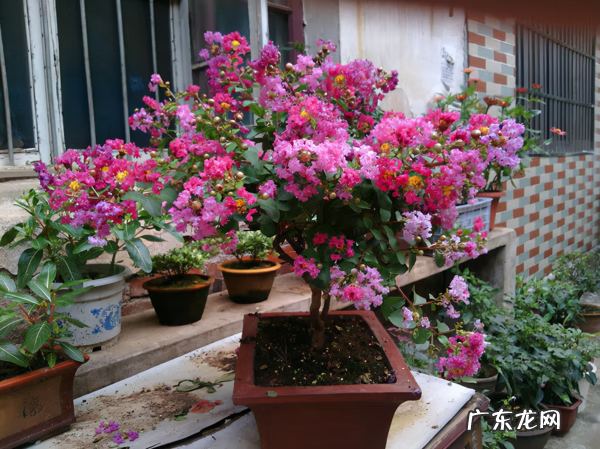 屋后种什么花风水好 房后栽什么花风水最好
