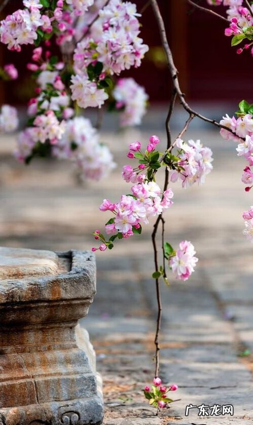 屋后种什么花风水好 房后栽什么花风水最好