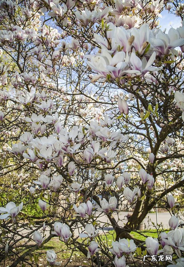 屋后种什么花风水好 房后栽什么花风水最好