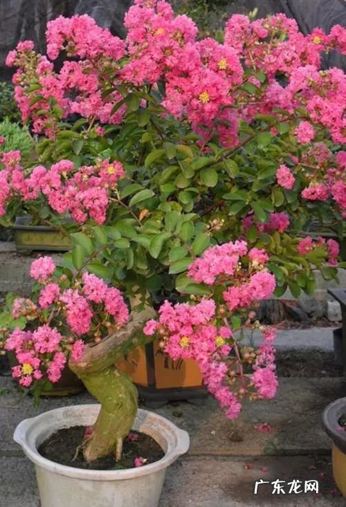 屋后种什么花风水好 房后栽什么花风水最好