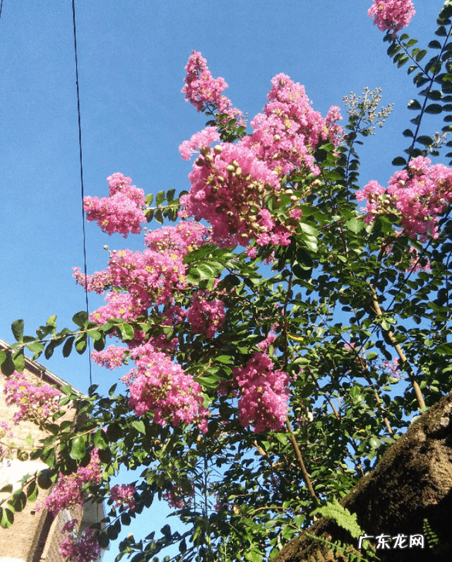 屋后种什么花风水好 房后栽什么花风水最好
