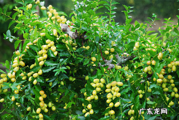屋后种什么花风水好 房后栽什么花风水最好