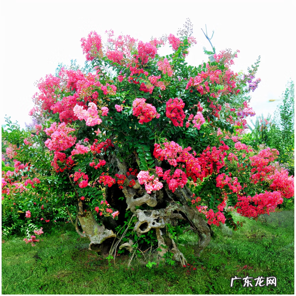 屋后种什么花风水好 房后栽什么花风水最好