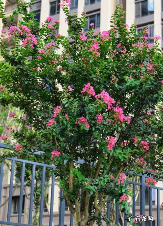 屋后种什么花风水好 房后栽什么花风水最好