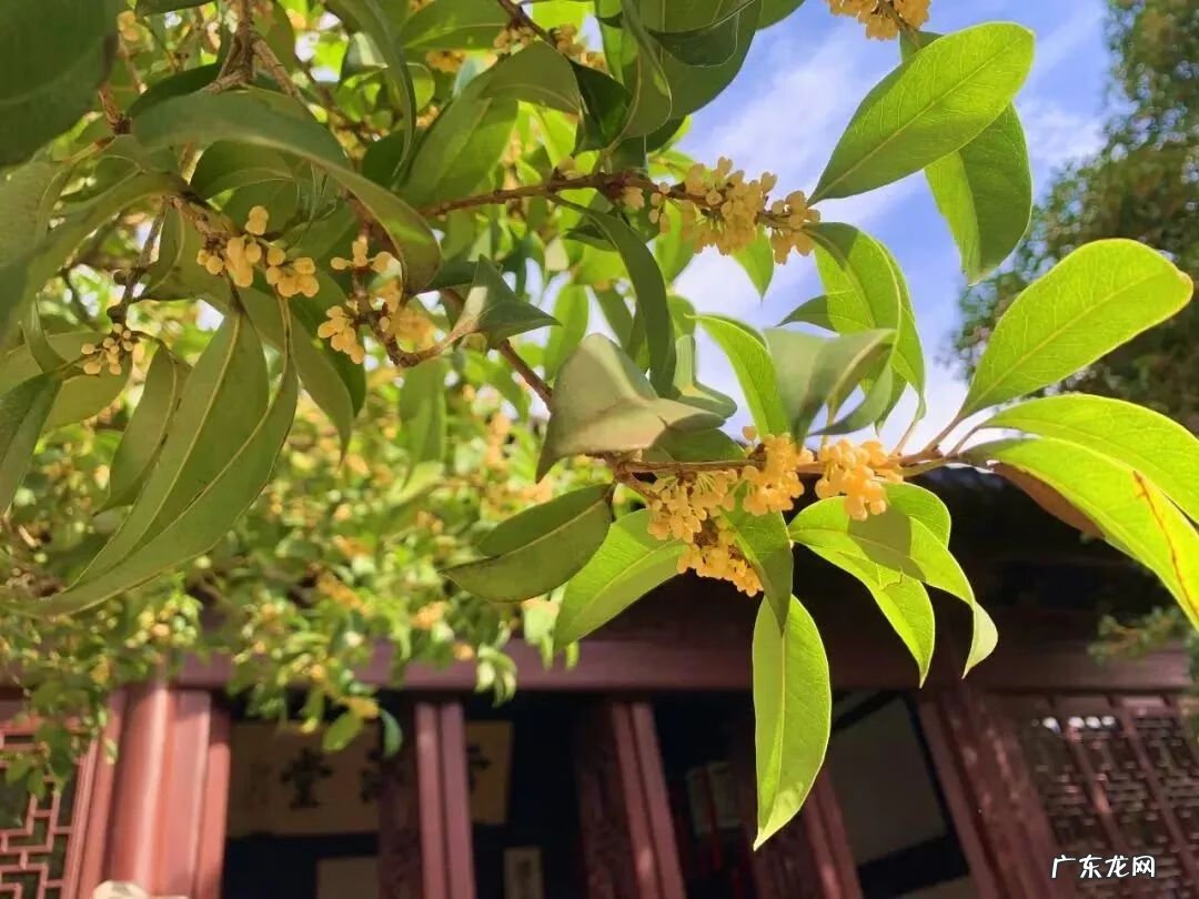 屋后种什么花风水好 房后栽什么花风水最好