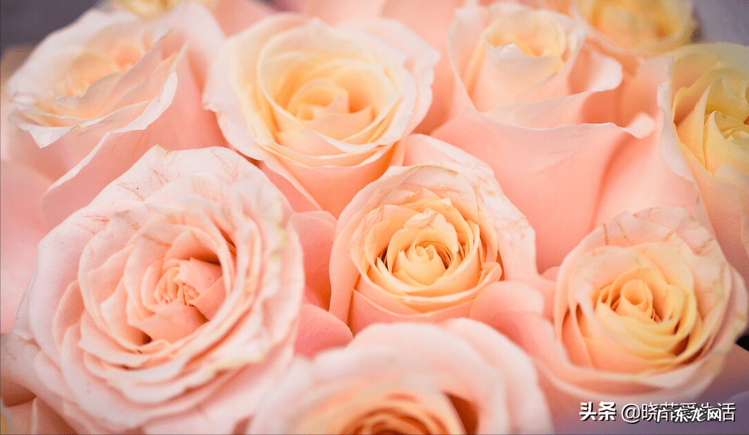 玫瑰花养家里风水好吗 家里养玫瑰风水