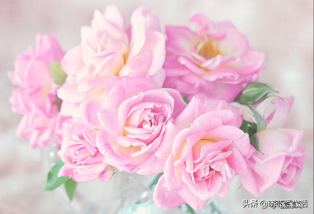 玫瑰花养家里风水好吗 家里养玫瑰风水