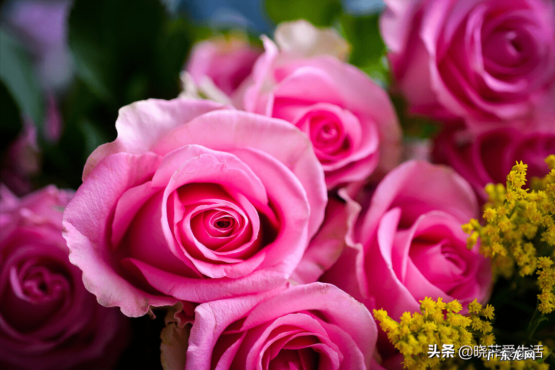 玫瑰花养家里风水好吗 家里养玫瑰风水