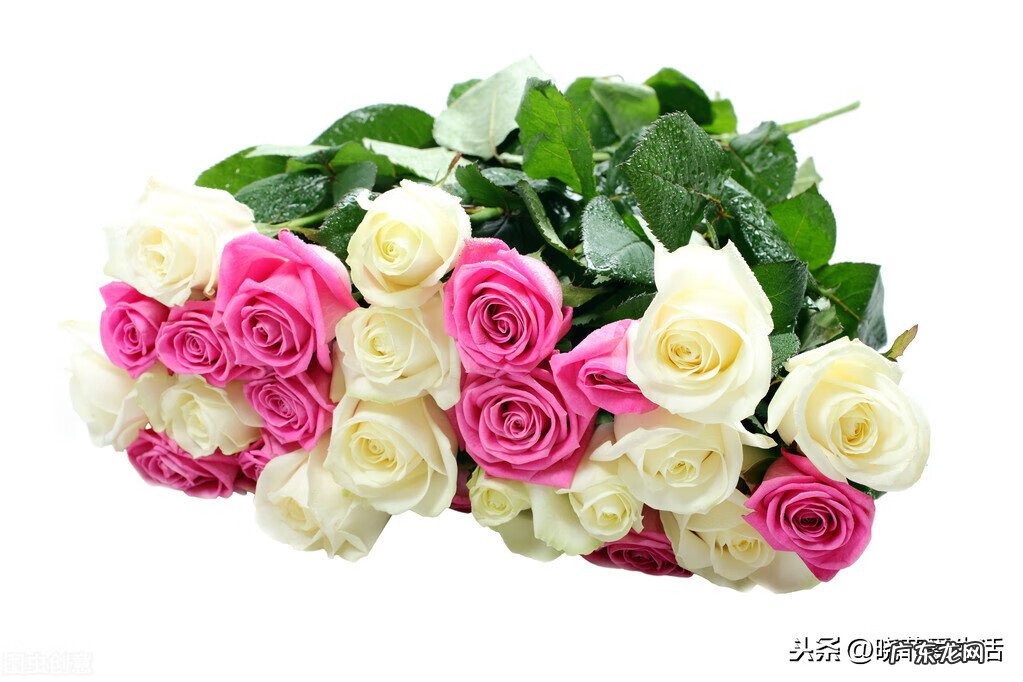 玫瑰花养家里风水好吗 家里养玫瑰风水