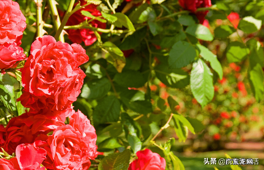 玫瑰花养家里风水好吗 家里养玫瑰风水