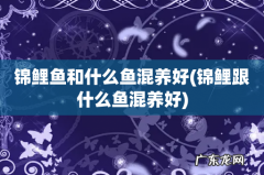 锦鲤跟什么鱼混养好 锦鲤鱼和什么鱼混养好