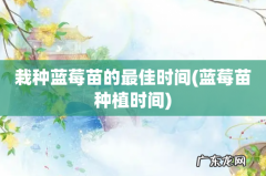 蓝莓苗种植时间 栽种蓝莓苗的最佳时间