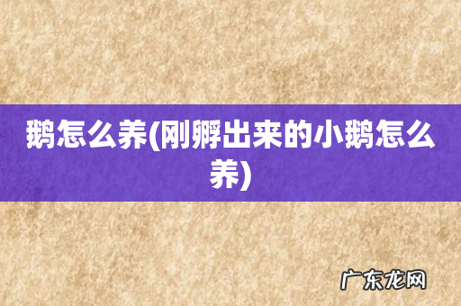 刚孵出来的小鹅怎么养 鹅怎么养