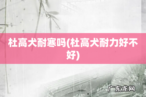 杜高犬耐力好不好 杜高犬耐寒吗