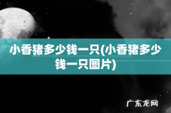 小香猪多少钱一只图片 小香猪多少钱一只