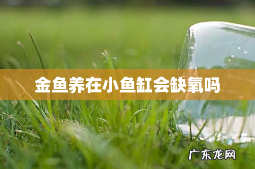 金鱼养在小鱼缸会缺氧吗