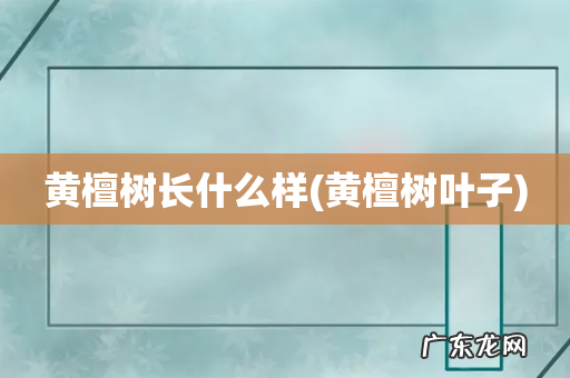 黄檀树叶子 黄檀树长什么样